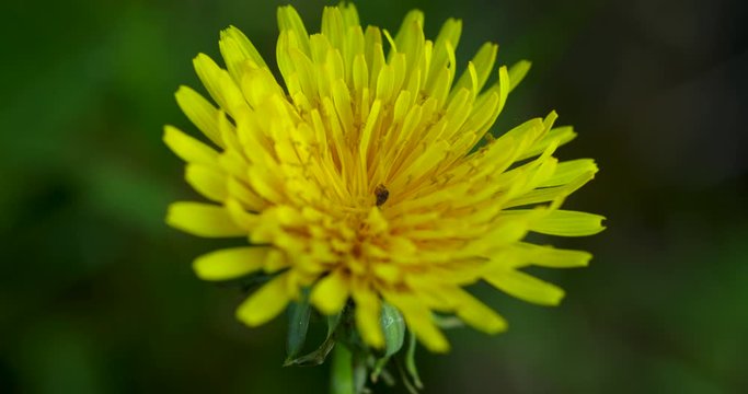 Macro view of a yellow dandelion flower moving in a light wind during a sunny day on the grass, close-up view inside a stem and bloom 60fps