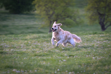 golden retriever dog runs and jumps happy in a meadow in spring