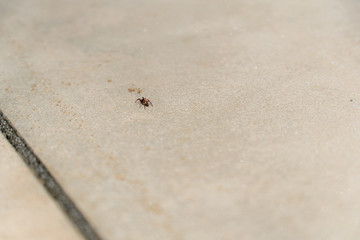 Spinne sitzt auf einem Steinboden