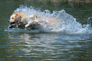 Fototapeta premium golden retriever dog runs free jumping and splashing into the water and making many sketches