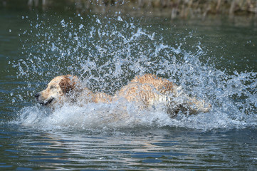 golden retriever dog runs free jumping and diving into the water and making many sketches