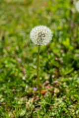 L&ouml;wenzahn am Boden mit verschwommenem Hintergrund