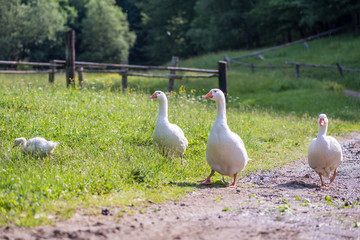 Concept of connection with adorable natural animals
