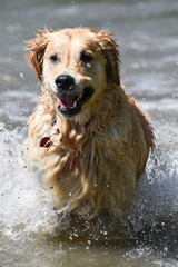 golden retriever dog runs free jumping and diving into the water and making many sketches with...