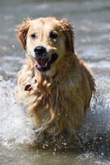 golden retriever dog runs free jumping and diving into the water and making many sketches with dramatic faces