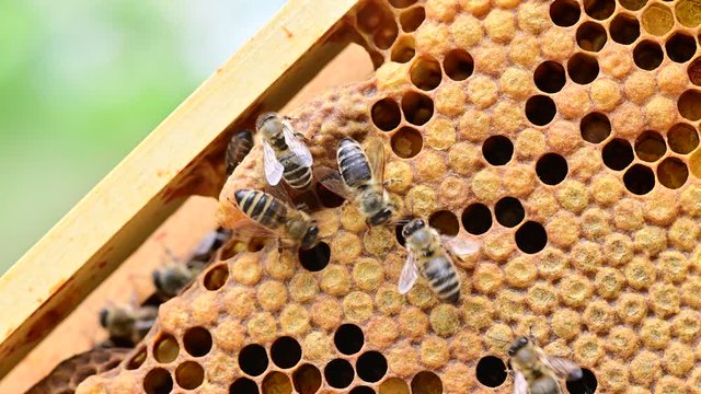 closeup view of bee queen larva on a bee hive honey comb - bee colony