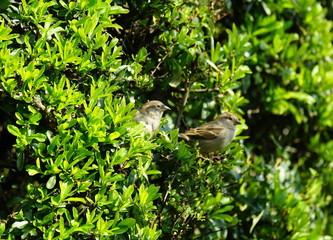 garden,hedge,hedgerow,habitat,firethorn