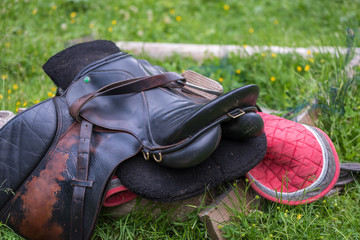 Concept of connection with adorable natural animals