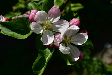 Obraz na płótnie Canvas Apple tree flowers and buds on a clear spring day.