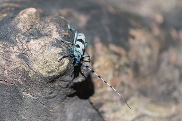 Concept of connection with adorable natural animals