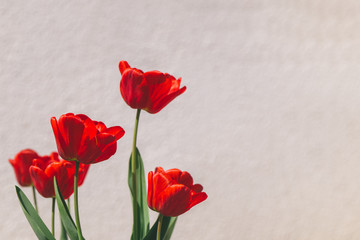 Fototapeta na wymiar Beautiful red tulips on the grey wall background.