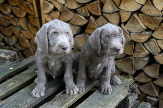 Two grey-haired puppies near a pile a of firewood. The puppies are of the breed: Slovak Rough-haired Pointer or Slovak Wirehaired Pointing Griffon (Slovak: "Slovensky Hrubosrsky Stavac / Ohar")