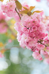Amazing pink cherry blossoms on the Sakura tree.