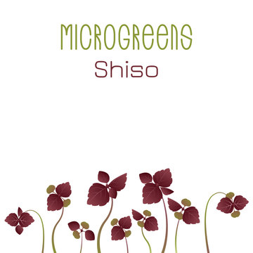 Microgreens Shiso, Perilla. Seed packaging design. Sprouting seeds of a plant