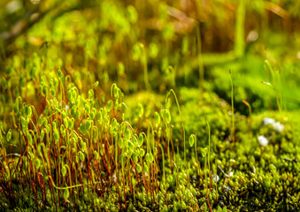 macro picture of beautiful moss spring background.