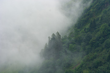 Mountain forest in the mist