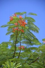 Tropikalna roślinność i egzotyczne kwiaty 