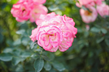 Beautiful pink roses flower in the garden