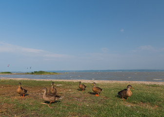 Concept of connection with adorable natural animals