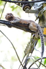 Małpka odpoczywająca na przewodach energetycznych w parku w Rio de Janeiro w Brazylii