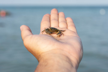 Little sea crab on the beach