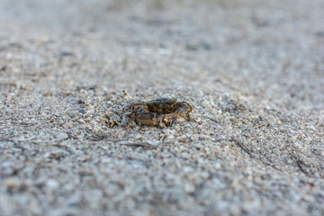 Little sea crab on the beach