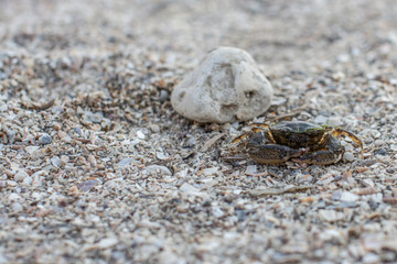 Little sea crab on the beach