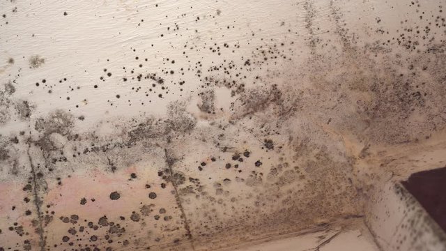 Mold in house on walls, ceiling, windows. Condensation causes mold
