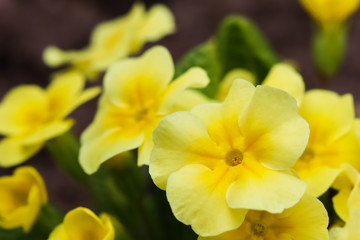 Blooming yellow primrose in the spring garden
