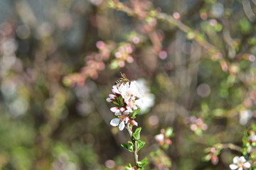 Japanese cherry flowers in spring with bees