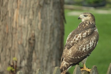 Falcon on a fence