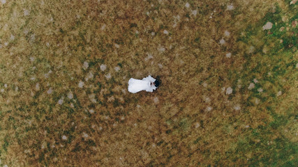 Aerial top view beautiful newlywed couple bride and groom outdoors. Wedding couple hugging. Happy Groom Kisses the Bride joy emotion love romantic