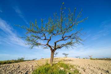 Almedros en los campos de Pinto Madrid. España. Europa.