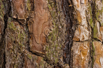 Tree bark texture. Nature wood background.