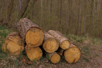 Pile of wood logs on the edge of the forest. Deforestation. Ecological problem.