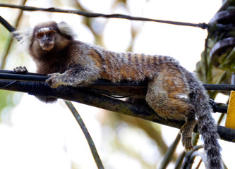 Małpa skacze na przewody wysokiego napięcia w parku w Rio  de Janeiro w Brazylii