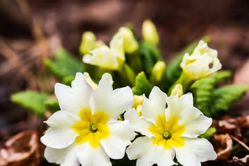 Blooming white primrose in the spring garden