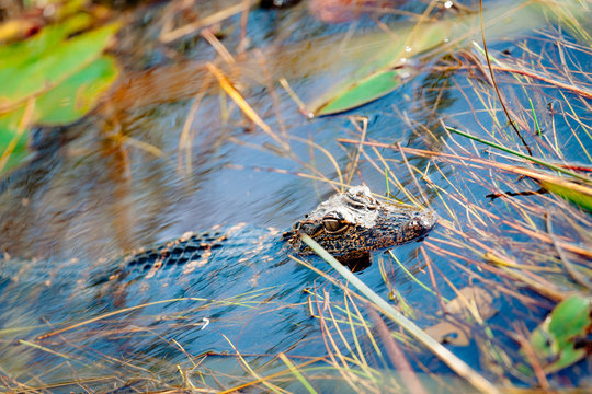Bébé alligator dans la nature aux Everglades US Miami 