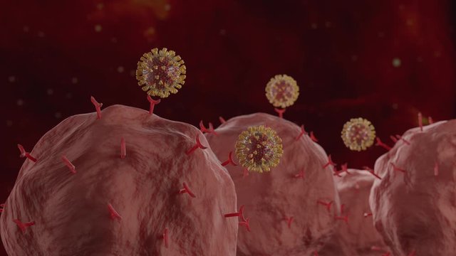 Coronavirus that attacks human cells by binding to receptors on the membrane.