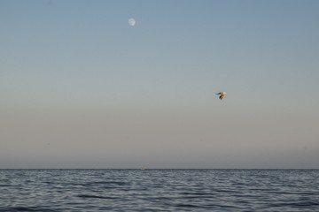 
sea ​​gull