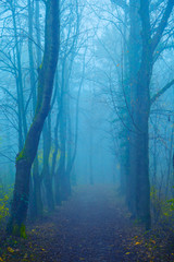 misty scary forest in the morning 