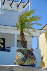 Palma w kolorowej donicy
