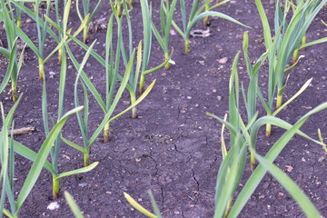 Garlic planted on a garden bed in the spring