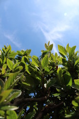 the sky and plants