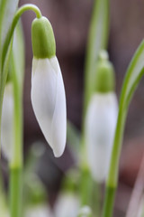 Close-up of a snowdrop with closed petals