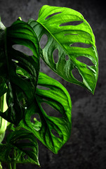 Monstera monkey green leaf
