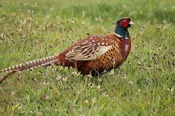 bird, fasan, natur, wild lebende tiere, wild, tier, gras, bunt, games, feather, rot, jagd, feather, partridge, bird, feld, green, gemein, schön, schnabel, feigling