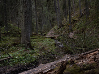 Stream and forest in natural park