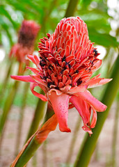Wielki czerwony egzotyczny kwiat w parku w Brazylii