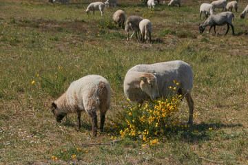 Naklejka premium Sheep herd is grazing in Döberitz Heath (Döberitzer Heide) former military training area, federal state Brandenburg - Germany